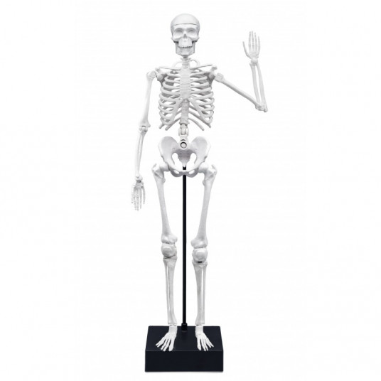 Skeletas 45 cm, Buki