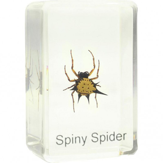 Prepared slide - spiny spider, Omegon