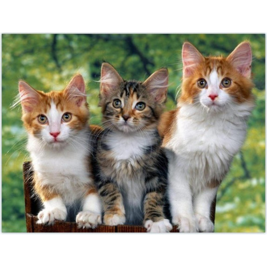 Diamond Mosaic - Cats