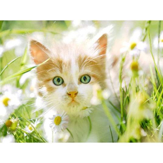 Diamond mosaic - Kitten in daisies
