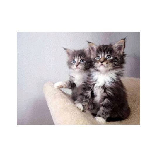Diamond mosaic - Two kittens