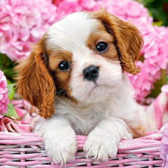Diamond mosaic - Dog in a basket